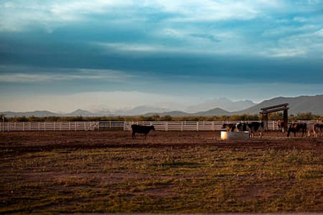 Photo of Others in Willcox