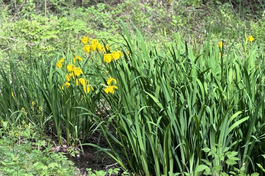 Photo of Others in Great Cacapon