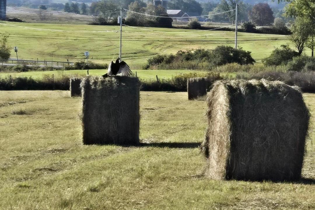 Photo of Others in Fort Edward