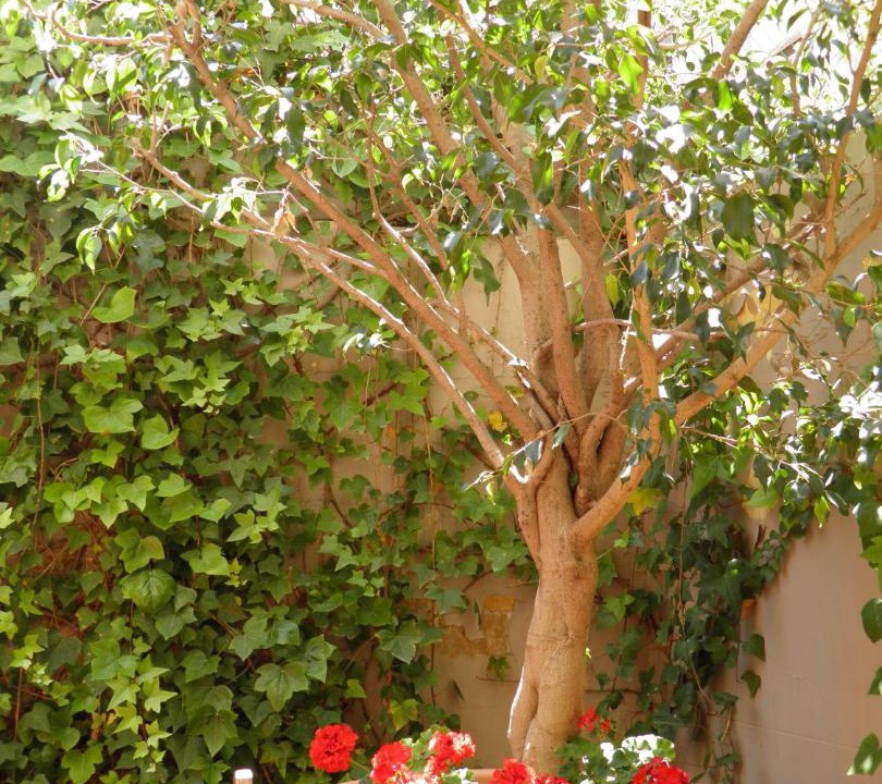Photo of Patio Balcony in Sant Gervasi – la Bonanova