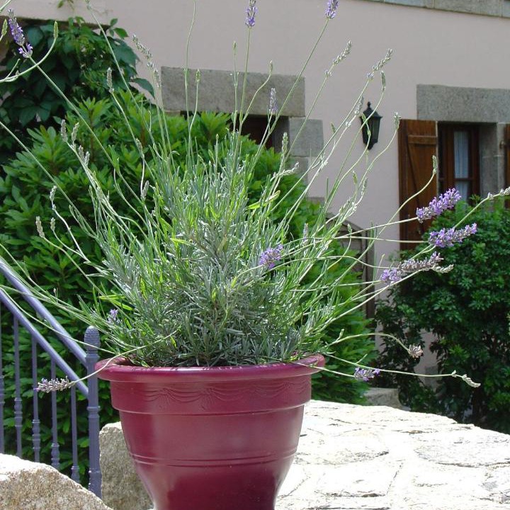 Photo of Others in Saint-Nicolas des Eaux