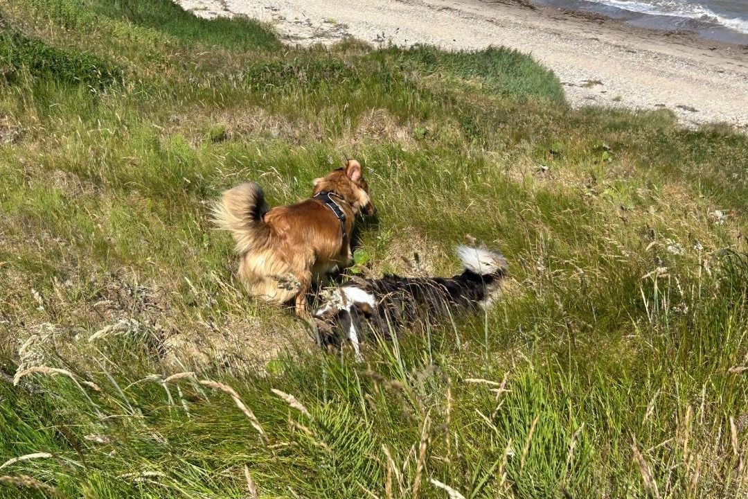 Photo of Others in Remmer Strand
