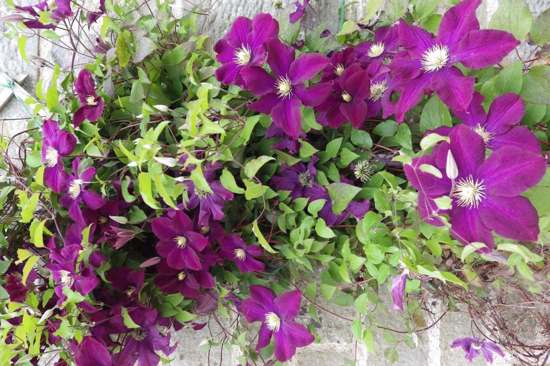 Photo of Others in Newcastleton