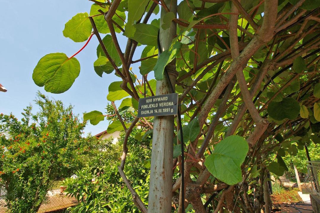 Photo of Others in Fazana