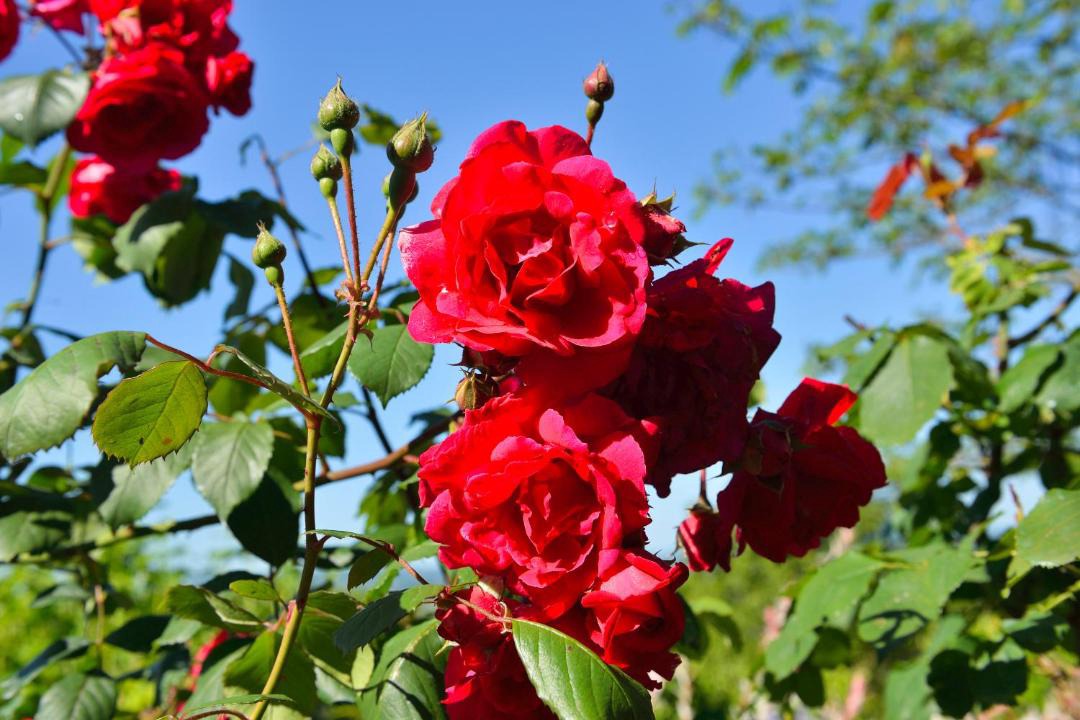 Photo of Outdoor in Saint-Genix-sur-Guiers