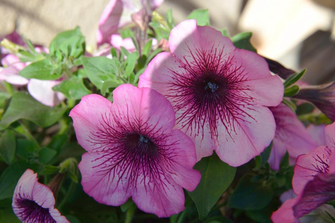 Photo of Others in Saint-Genix-sur-Guiers