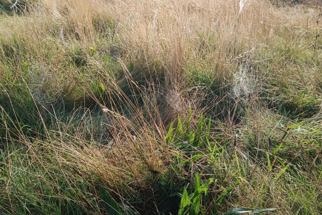 Photo of Outdoor in Trans