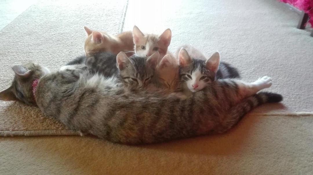 Photo of Others in Stuppington