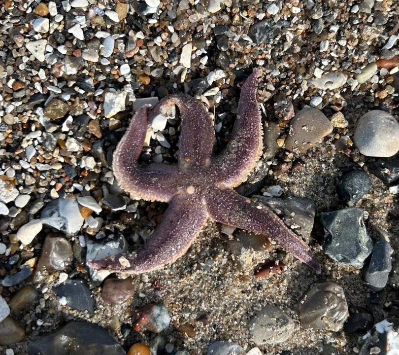 Photo of Others in Remmer Strand