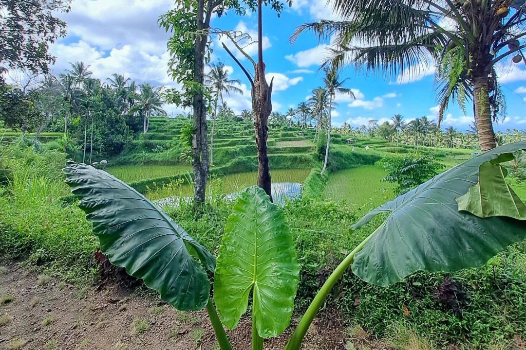 Photo of Others in Kecamatan Pringgasela
