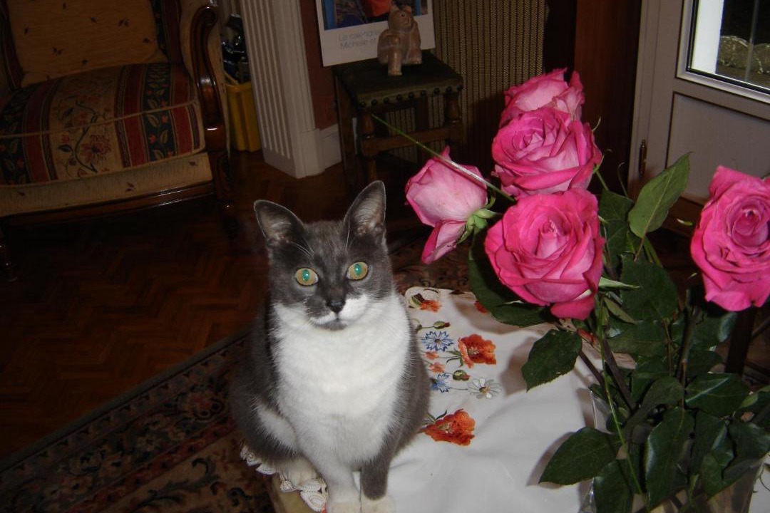 Photo of Others in Sene