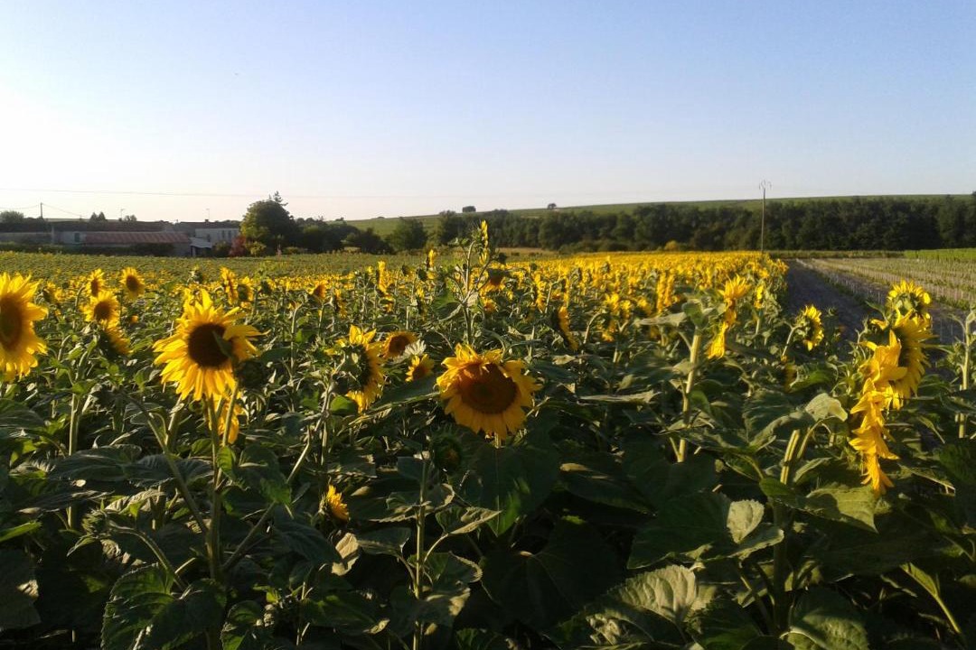 Photo of Others in Segonzac