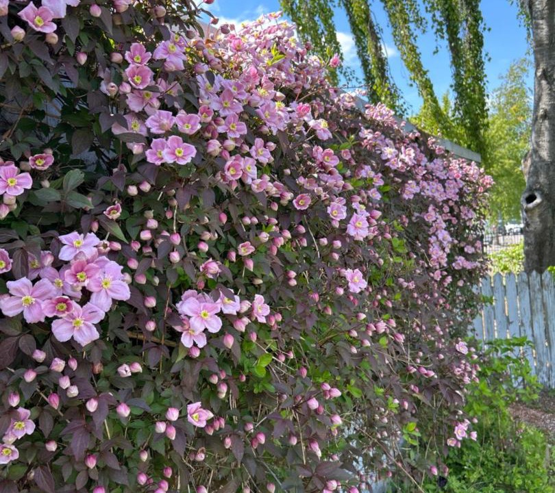 Photo of Outdoor in Vejlby Risskov