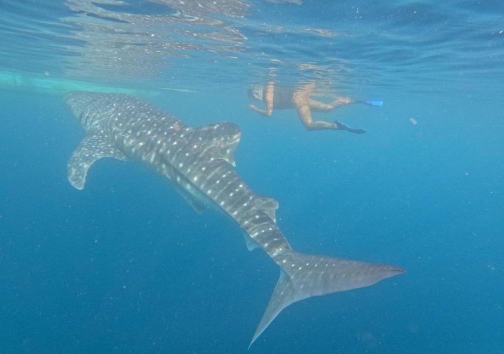 Photo of Others in Sulawesi