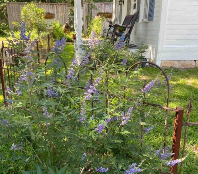 Photo of Outdoor in Round Rock Original Plat