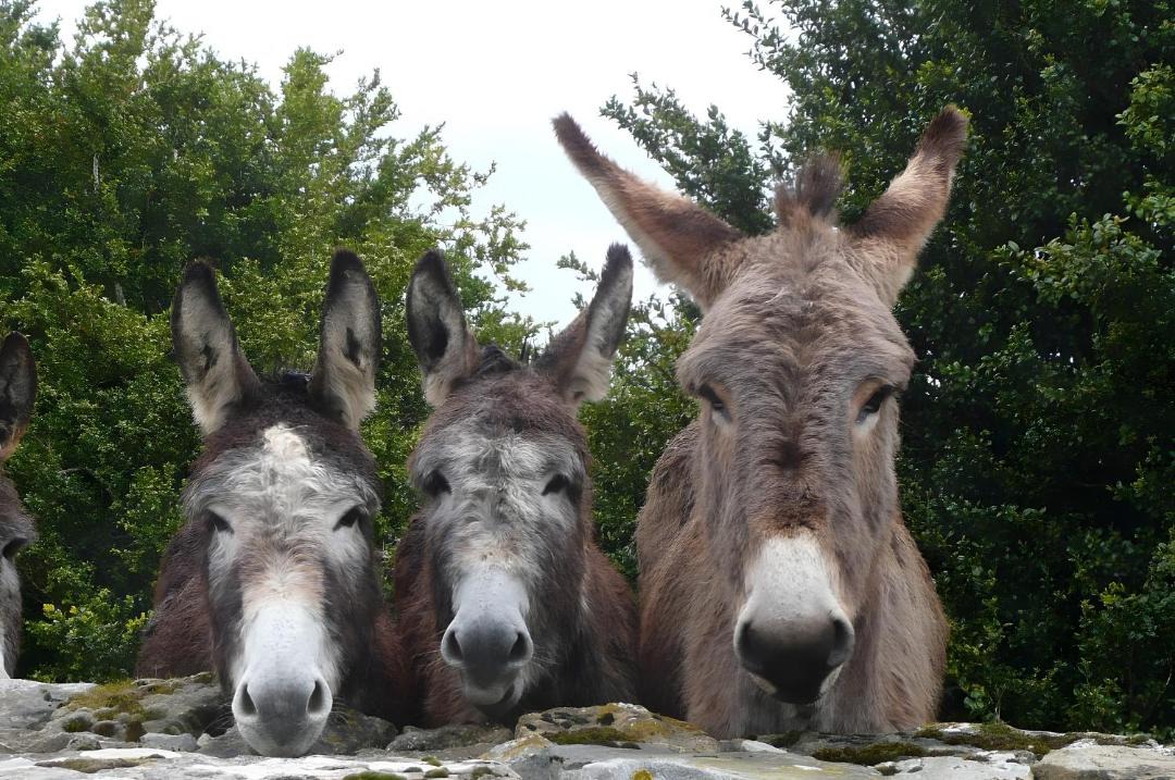 Photo of Others in Saint-Etienne-de-Gourgas