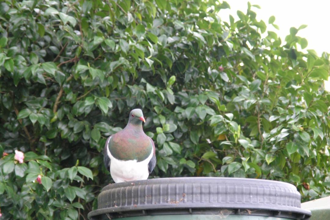 Photo of Others in Karapiro