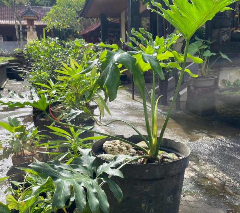 Photo of Others in Pecatu