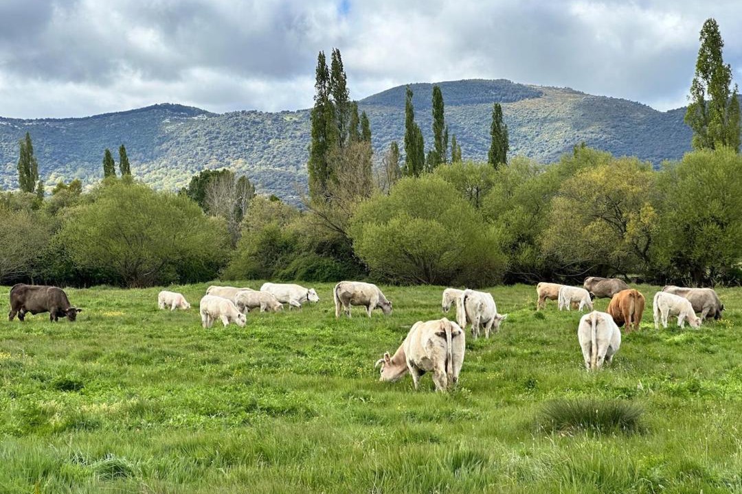 Photo of Others in San Bartolome de Corneja