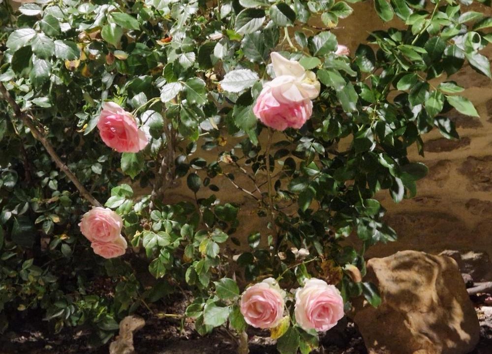 Photo of Others in Praslin