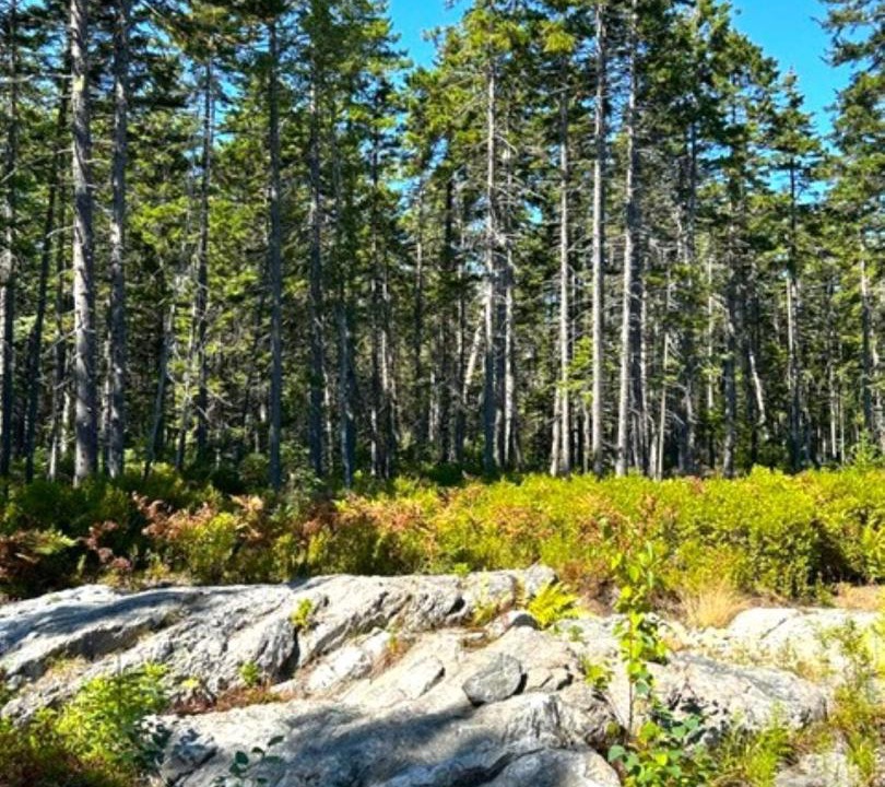 Photo of Others in Tenants Harbor