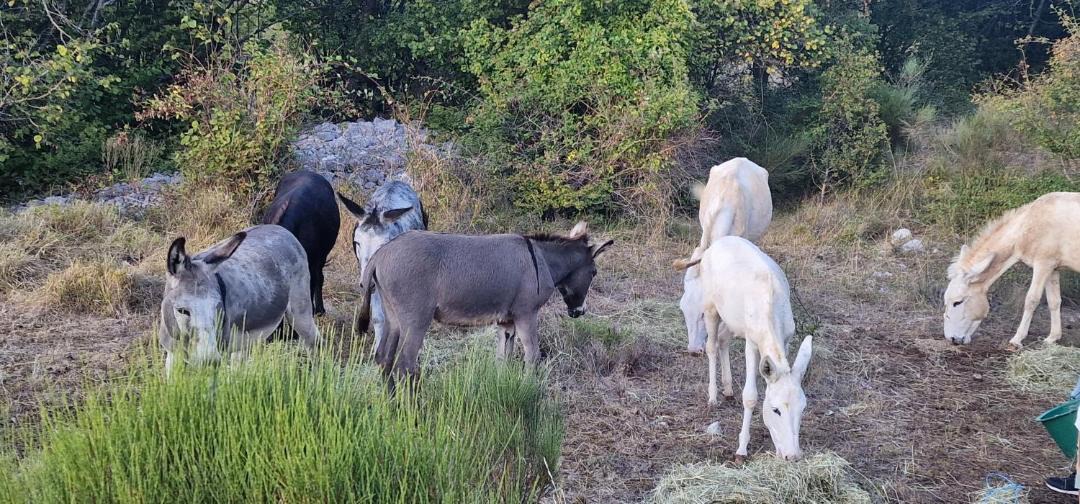 Photo of Others in Bezaudun-les-Alpes