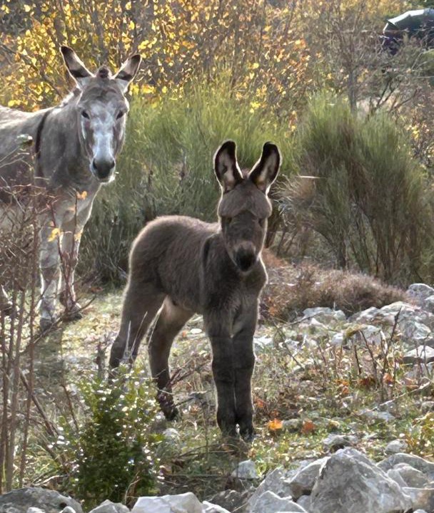 Photo of Others in Bezaudun-les-Alpes