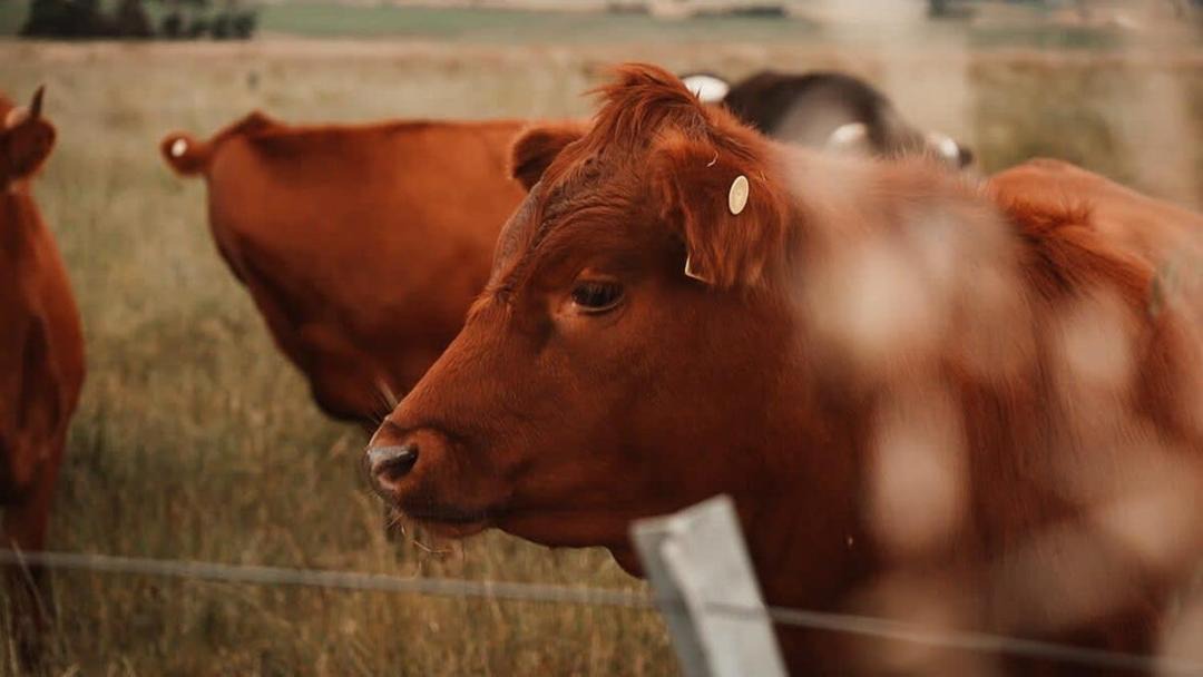 Photo of Others in Smeaton