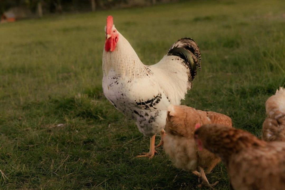 Photo of Others in Smeaton