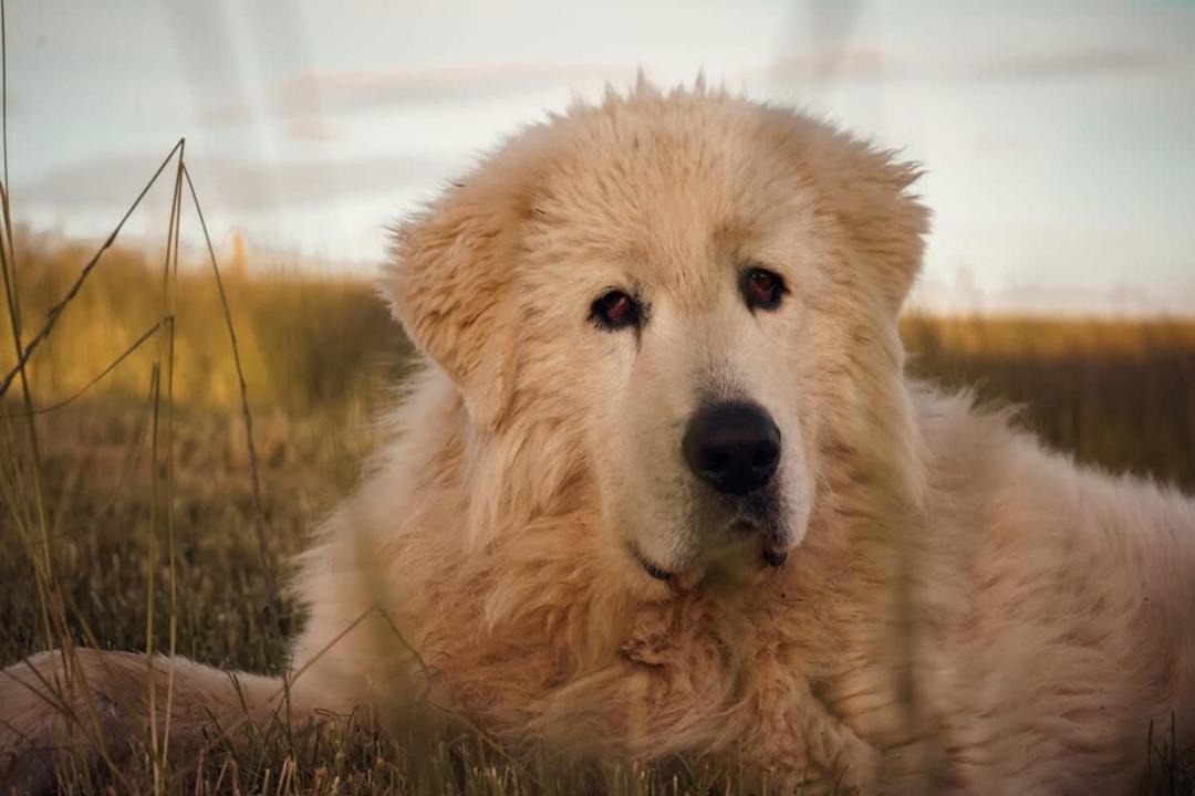 Photo of Others in Smeaton