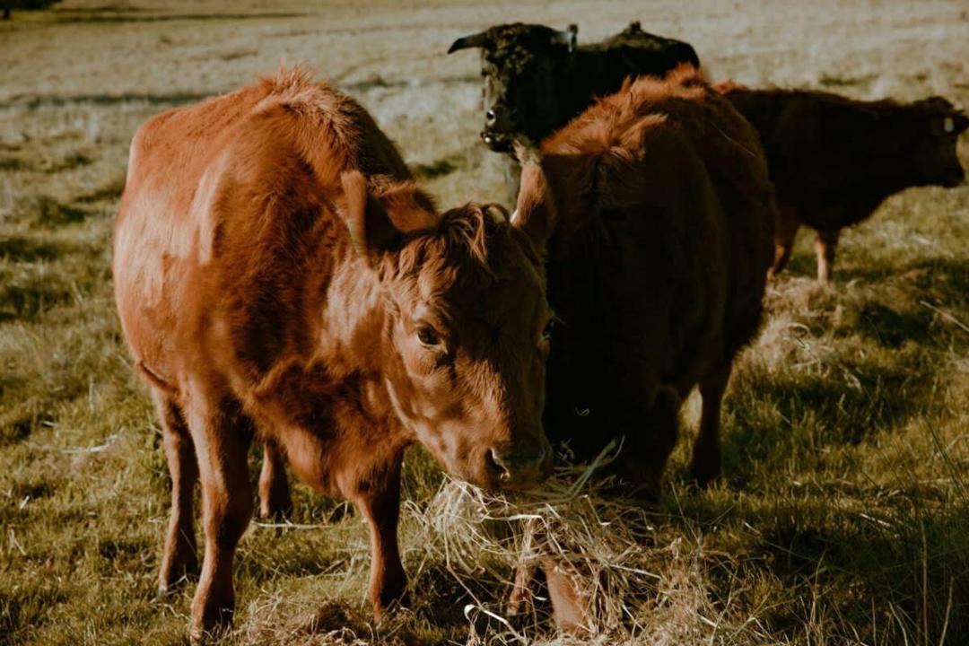 Photo of Others in Smeaton