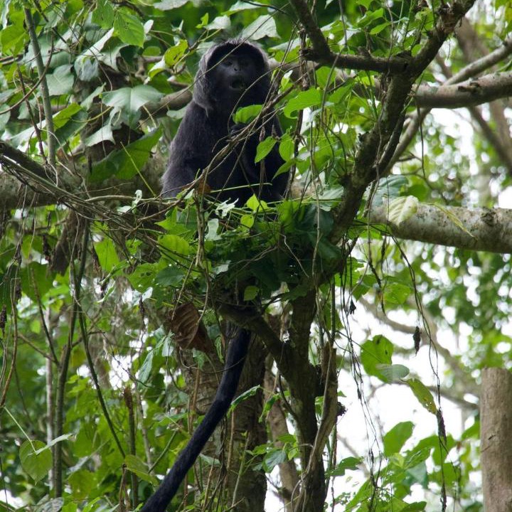 Photo of Others in Tetebatu