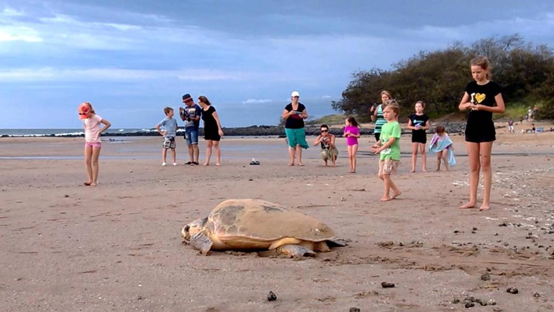 Photo of Others in Bargara