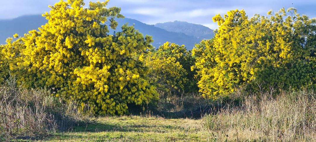 Photo of Others in Casamozza