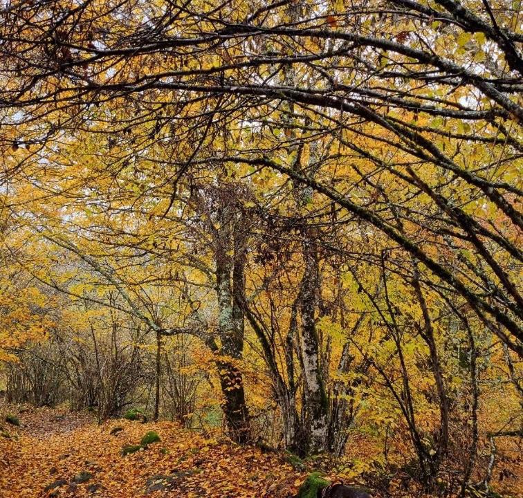 Photo of Others in La Celle-sous-Gouzon