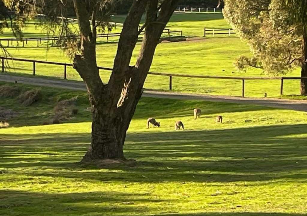 Photo of Others in Limonite