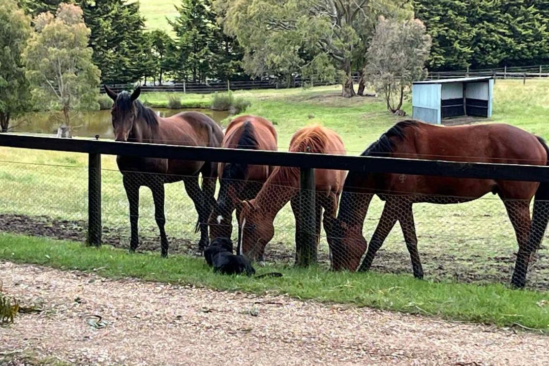 Photo of Others in Limonite