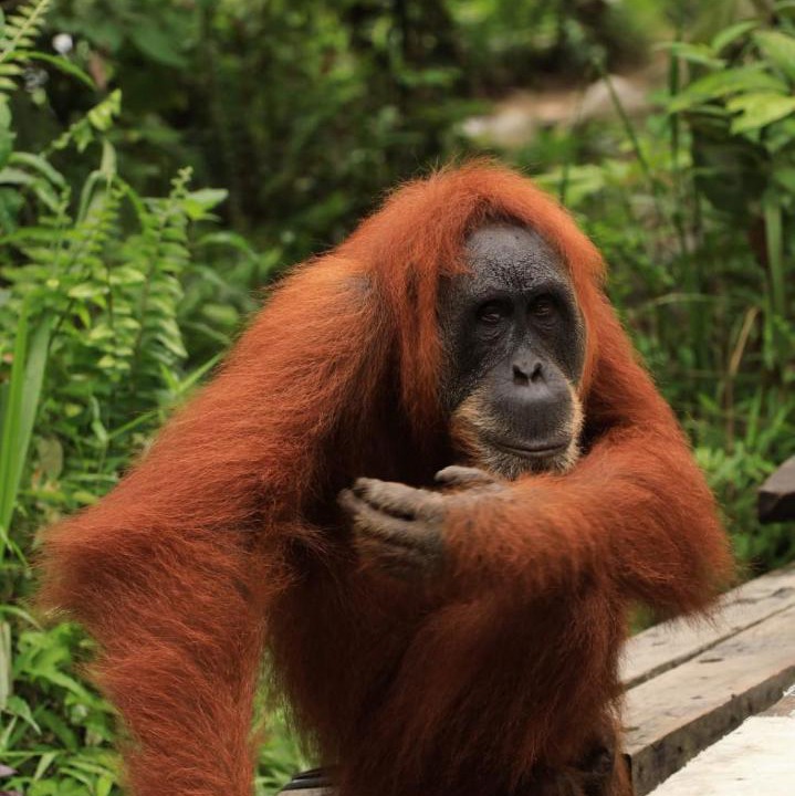 Photo of Others in Bukit Lawang