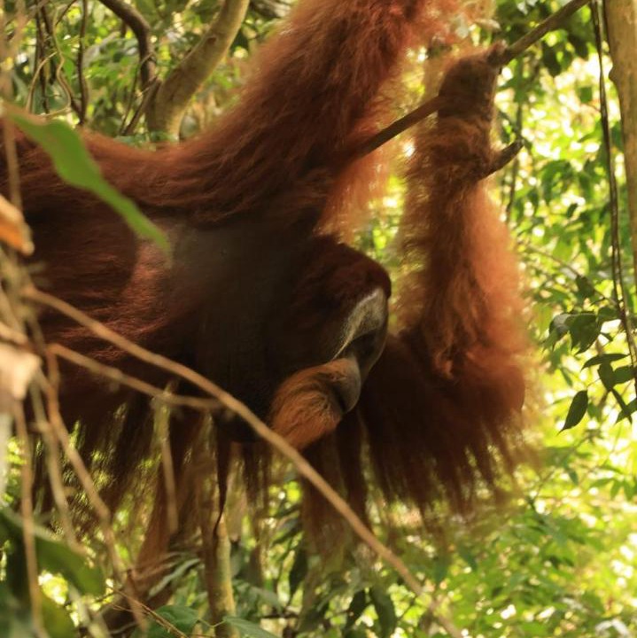 Photo of Others in Bukit Lawang