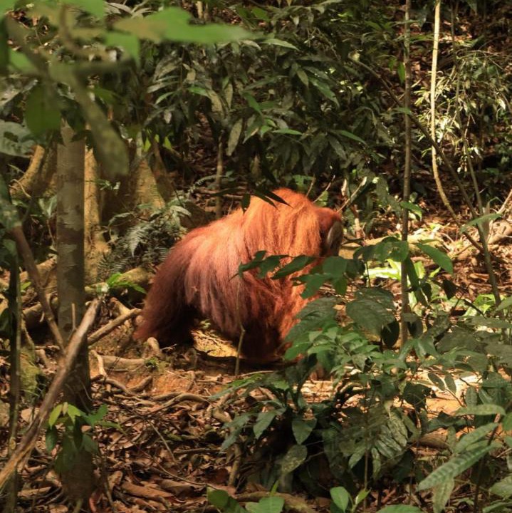 Photo of Others in Bukit Lawang
