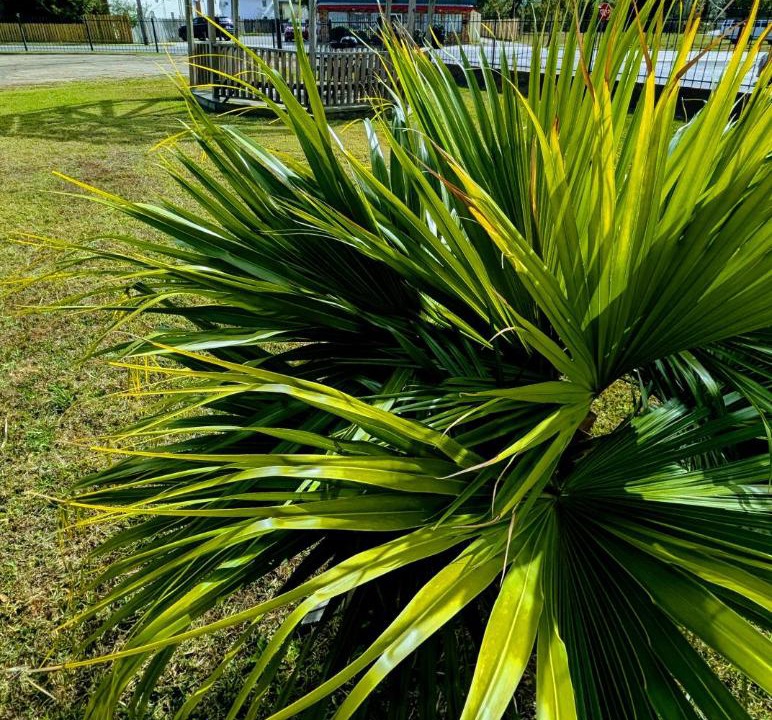 Photo of Outdoor in Pascagoula