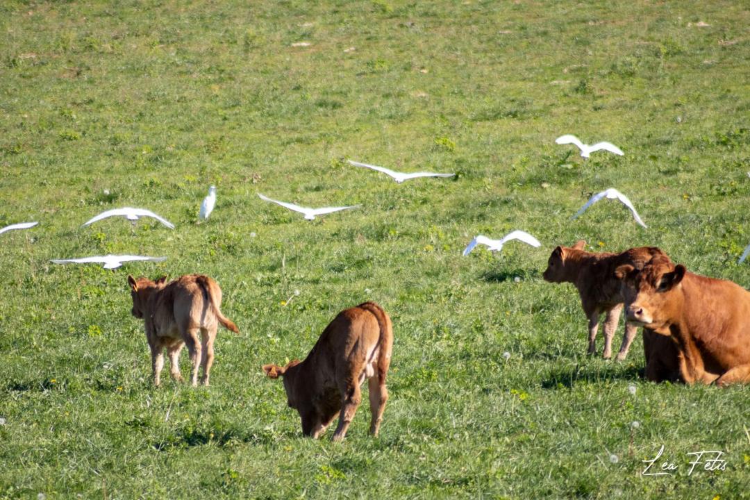 Photo of Others in Saint-Angeau