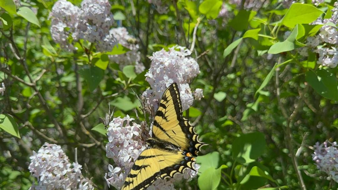 Photo of Outdoor in Minden Hills