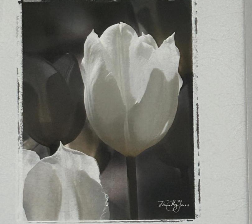 Photo of Others in Millport