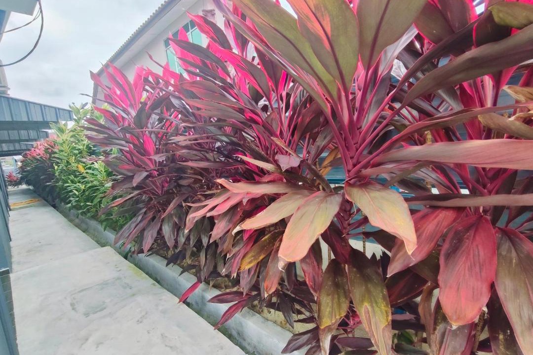 Photo of Others in Mersing