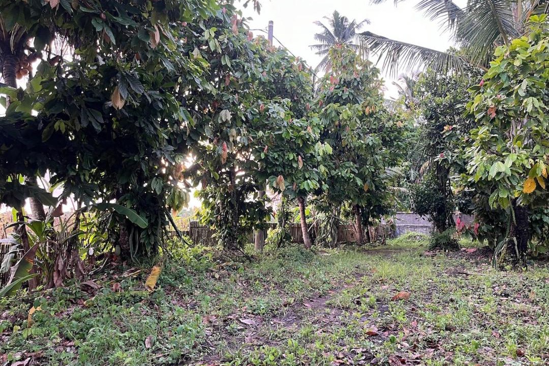 Photo of Others in Kerambitan