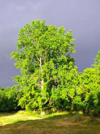 Photo of Outdoor in Vincelles