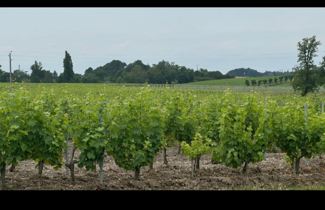 Photo of Others in Saint-Medard-d'Eyrans