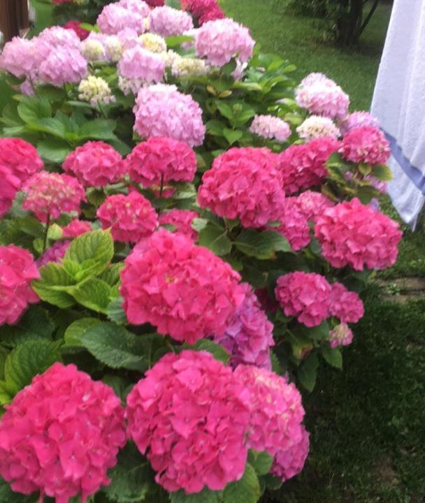 Photo of Others in Saint-Cyr-sur-le-Rhone