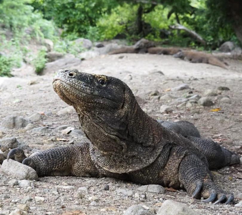 Photo of Others in Komodo